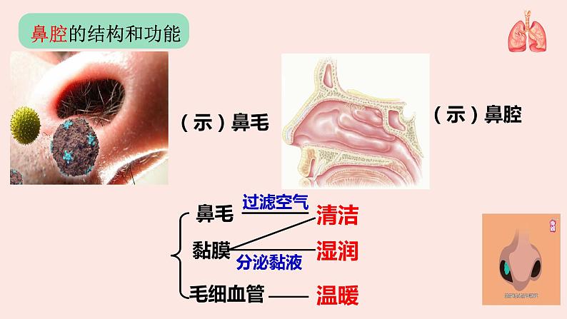 4.3.1 呼吸道对空气的处理课件（17张PPT）06