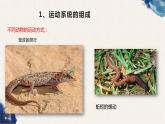 5.2.1 动物的运动课件（30张PPT）