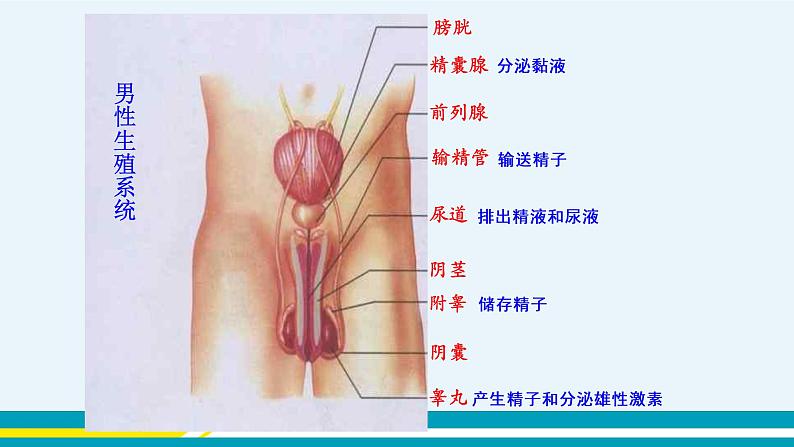 第一章第二节人的生殖课件PPT05