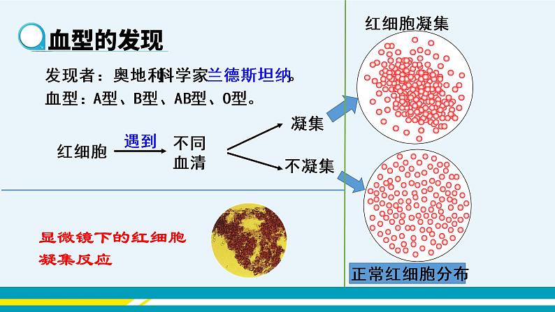 第四章第四节输血与血型课件PPT第3页