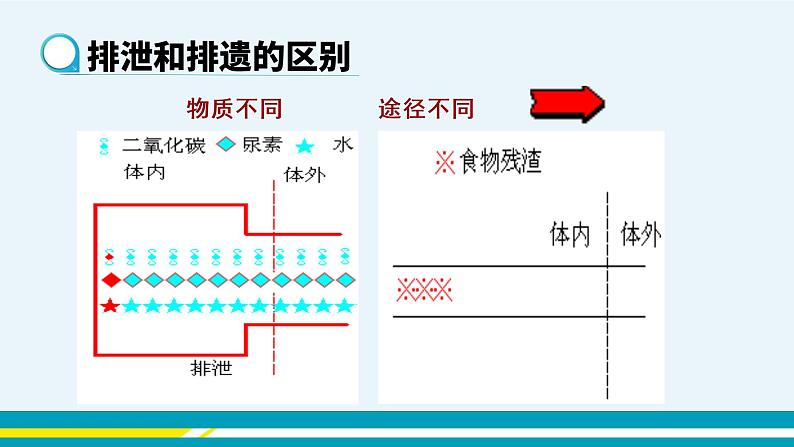 第五章人体内废物的排出课件PPT04