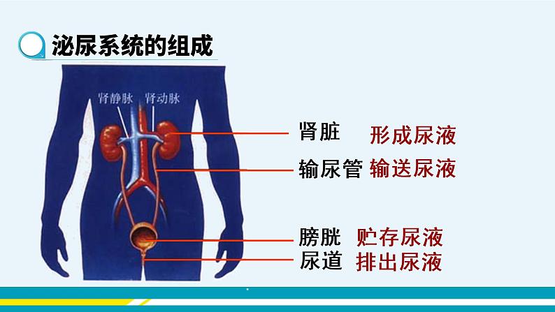 第五章人体内废物的排出课件PPT06