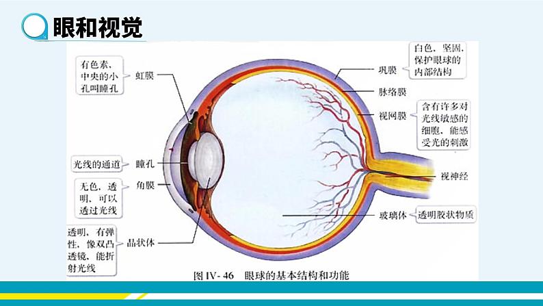 第六章第一节人体对外界环境的感知课件PPT第5页