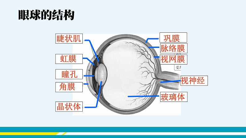 第六章第一节人体对外界环境的感知课件PPT第6页