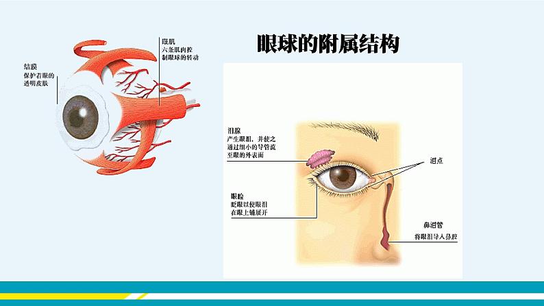 第六章第一节人体对外界环境的感知课件PPT第7页