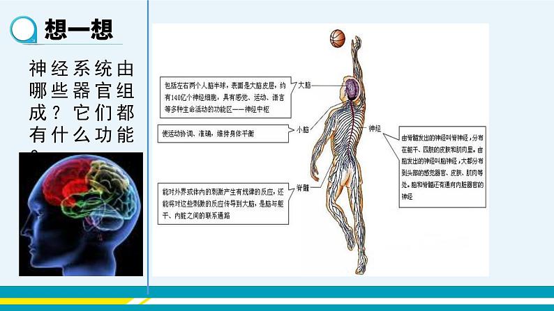 第六章第二节神经系统的组成课件PPT04