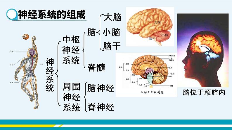 第六章第二节神经系统的组成课件PPT05