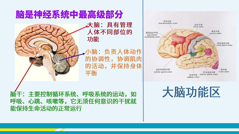 第六章第二节神经系统的组成课件PPT06