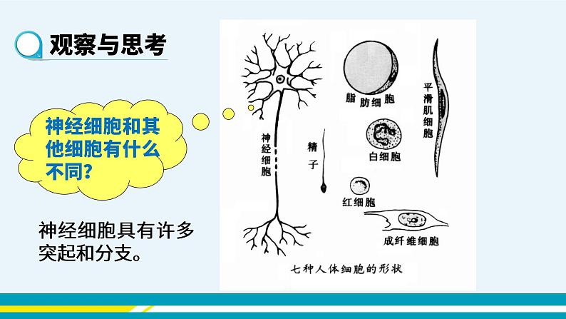 第六章第二节神经系统的组成课件PPT08