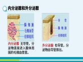 第六章第四节激素调节课件PPT