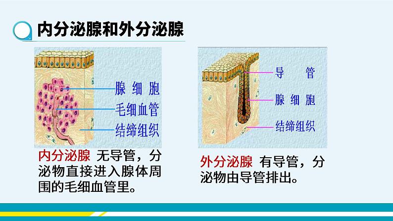 第六章第四节激素调节课件PPT02