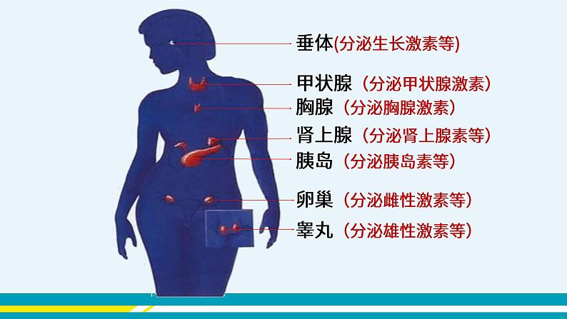 第六章第四节激素调节课件PPT04