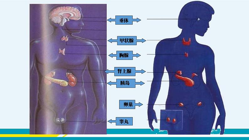 第六章第四节激素调节课件PPT05