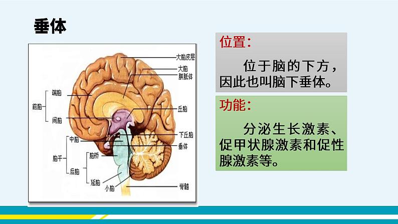 第六章第四节激素调节课件PPT06