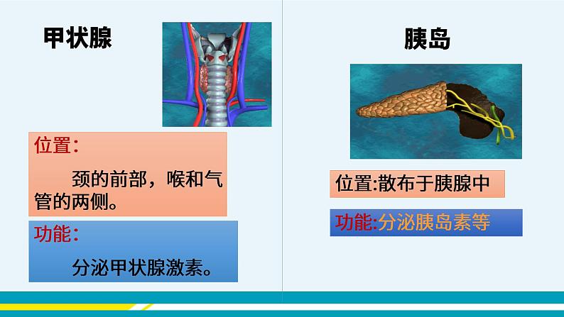 第六章第四节激素调节课件PPT07