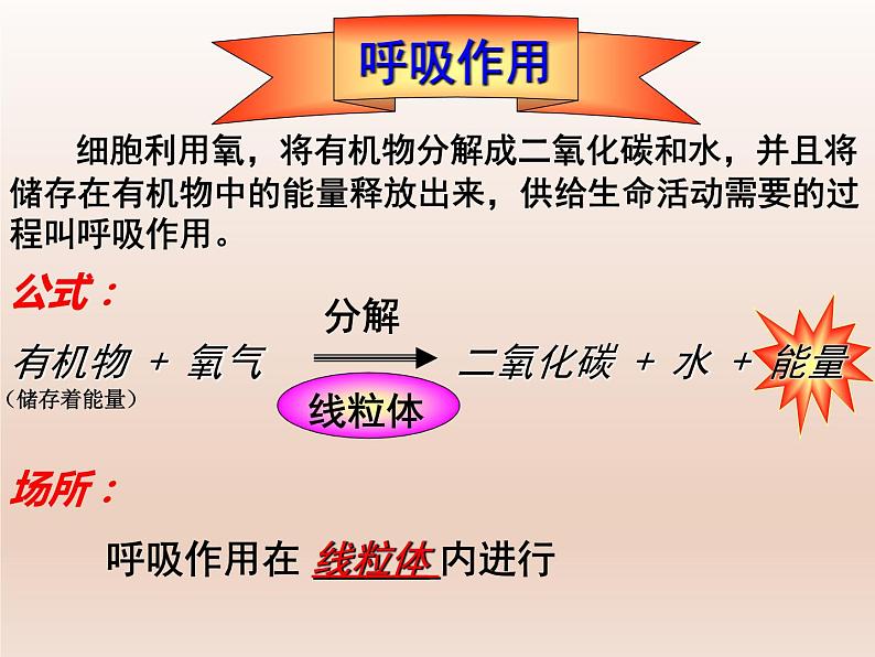 5.3.2绿色植物的呼吸作用课件（16张PPT）第7页