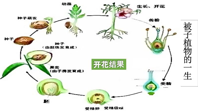 7.1.1 植物的生殖课件（20张PPT）第3页