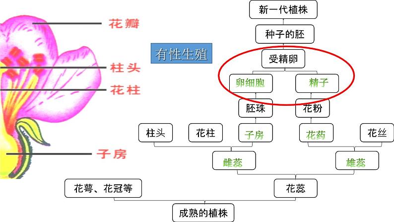 7.1.1 植物的生殖课件（20张PPT）第4页