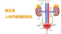 初中生物人教版 (新课标)七年级下册第四单元 生物圈中的人第五章 人体内废物的排出课文内容ppt课件