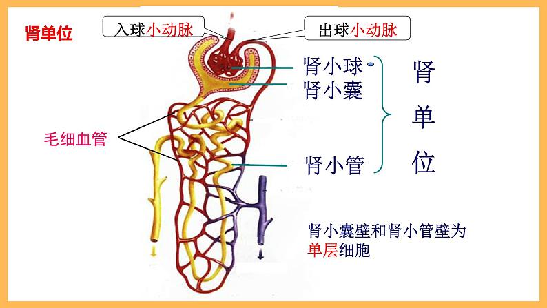 人体内废物的排出课件（19张PPT）第8页