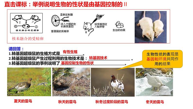 2022年人教版生物中考二轮复习课件-生物的遗传变异和进化第5页