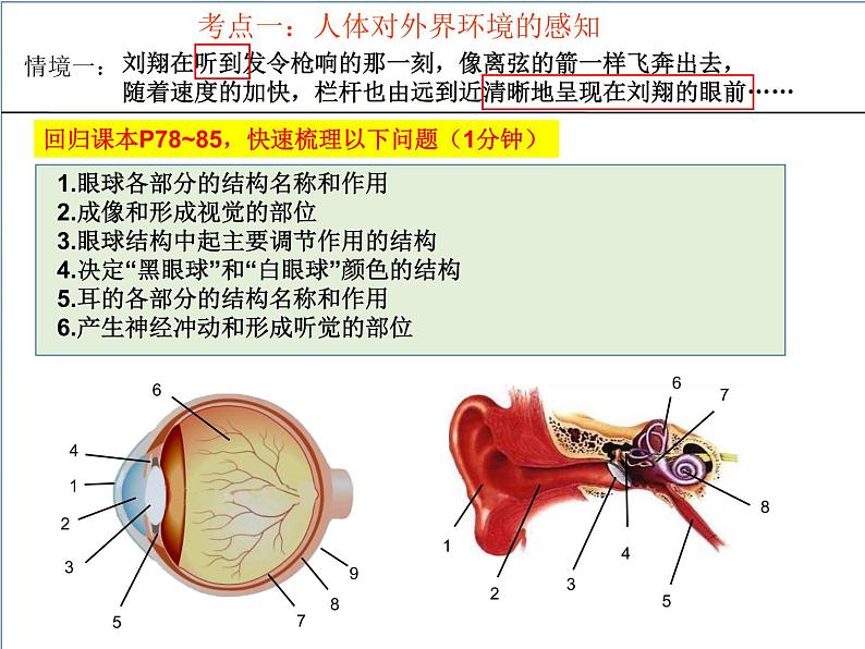 2022年人教版生物中考二轮复习课件-专题六人体生命活动的调节第4页