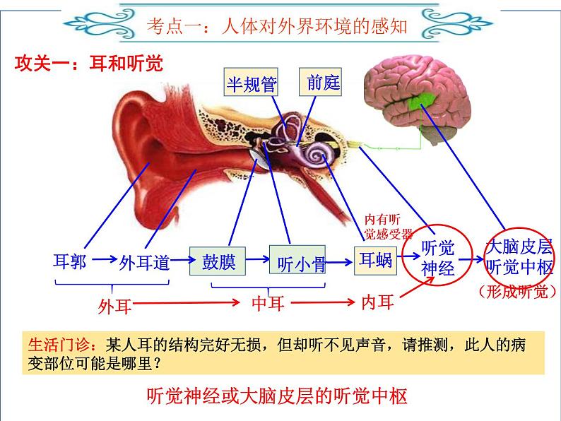 2022年人教版生物中考二轮复习课件-专题六人体生命活动的调节第6页