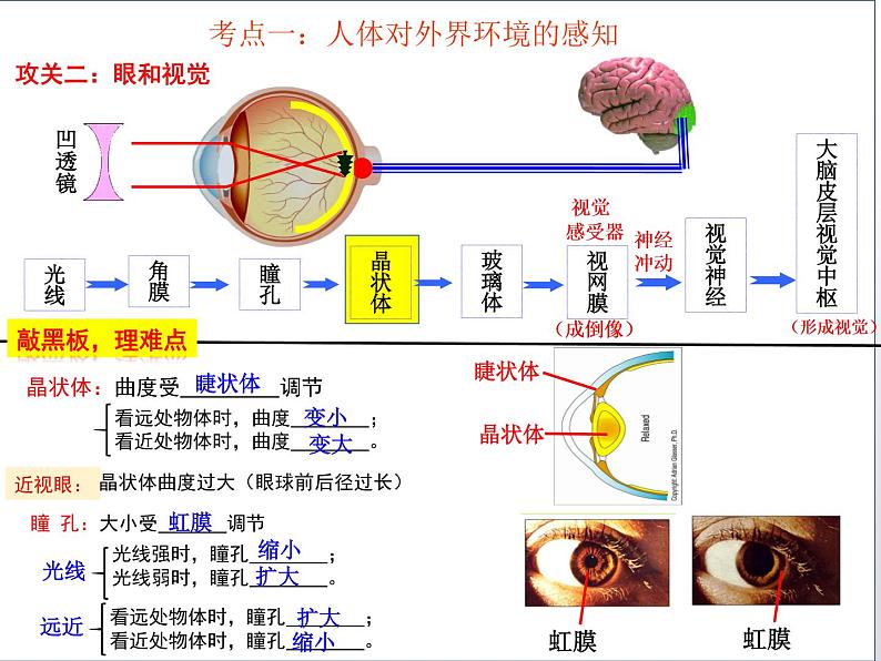 2022年人教版生物中考二轮复习课件-专题六人体生命活动的调节第7页