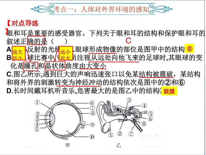 2022年人教版生物中考二轮复习课件-专题六人体生命活动的调节第8页