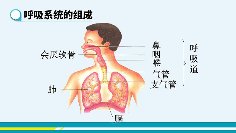 第三章第一节呼吸道对的空气的处理课件PPT第2页