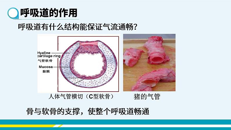 第三章第一节呼吸道对的空气的处理课件PPT第3页