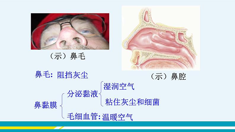 第三章第一节呼吸道对的空气的处理课件PPT第4页