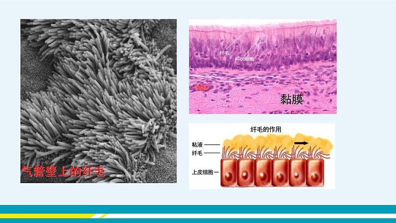 第三章第一节呼吸道对的空气的处理课件PPT第8页