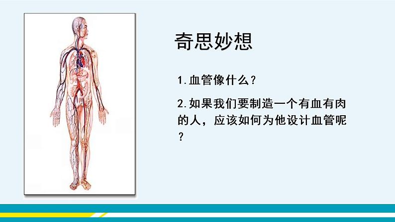 第四章第二节血流的管道---血管课件PPT03