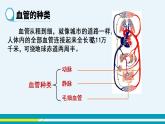 第四章第二节血流的管道---血管课件PPT