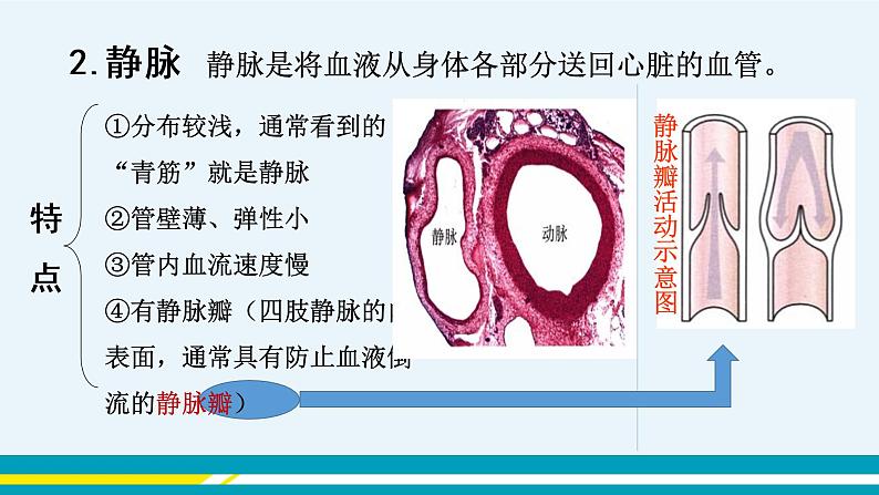 第四章第二节血流的管道---血管课件PPT06