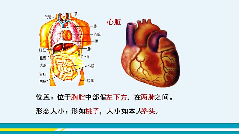 第四章第三节输送血液的泵---心脏课件PPT03