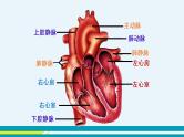 第四章第三节输送血液的泵---心脏课件PPT