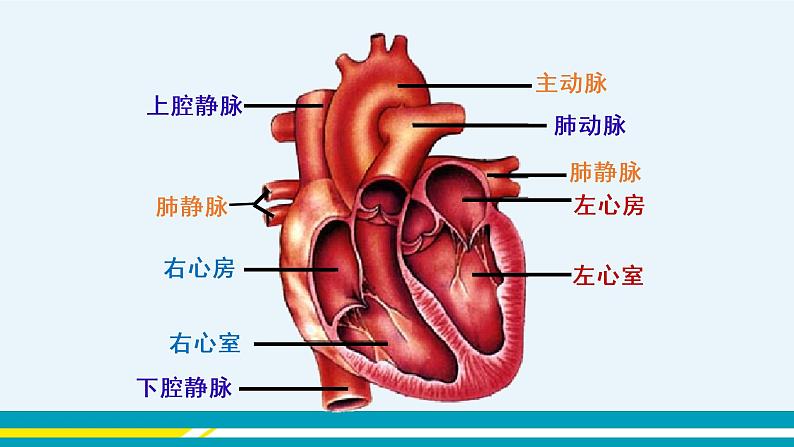 第四章第三节输送血液的泵---心脏课件PPT05