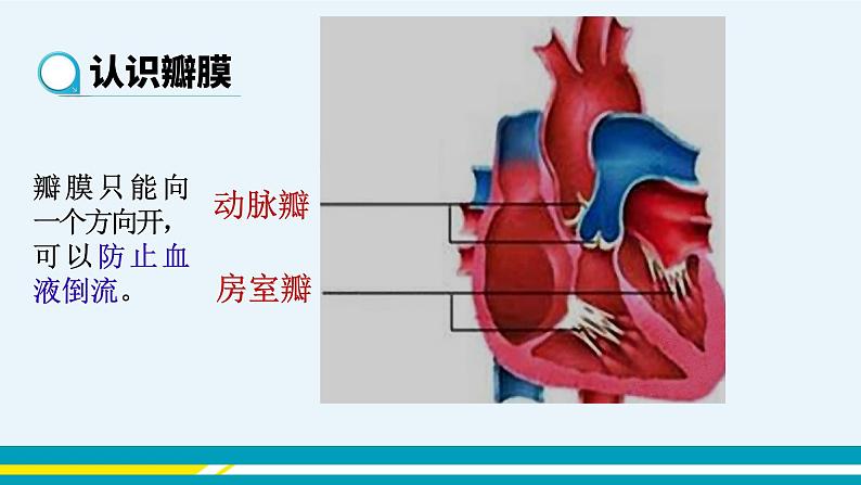 第四章第三节输送血液的泵---心脏课件PPT07