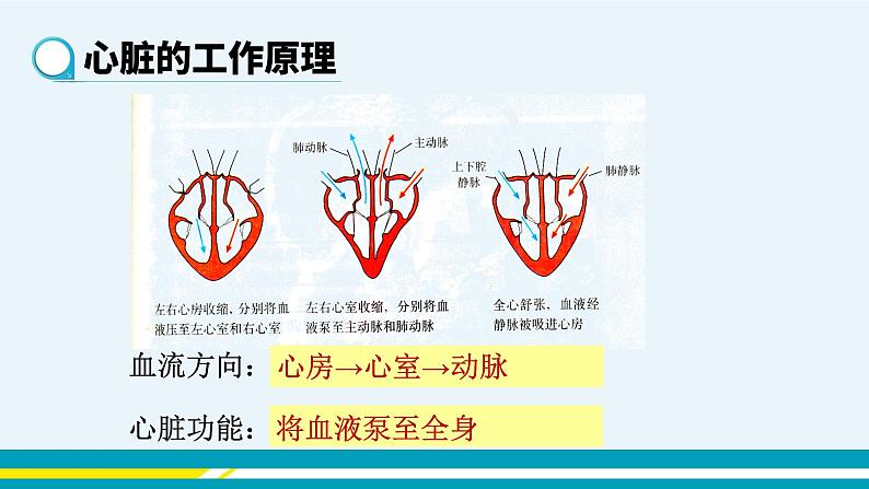 第四章第三节输送血液的泵---心脏课件PPT08