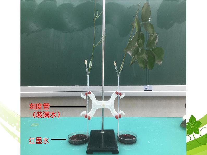 3.1《植物的蒸腾作用》（27张PPT）第5页