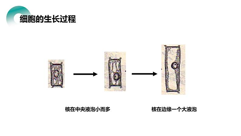 人教版生物七年级上册第四单元  细胞怎样构成生物 4.1 细胞通过分裂产生新细胞  教学PPT课件第3页