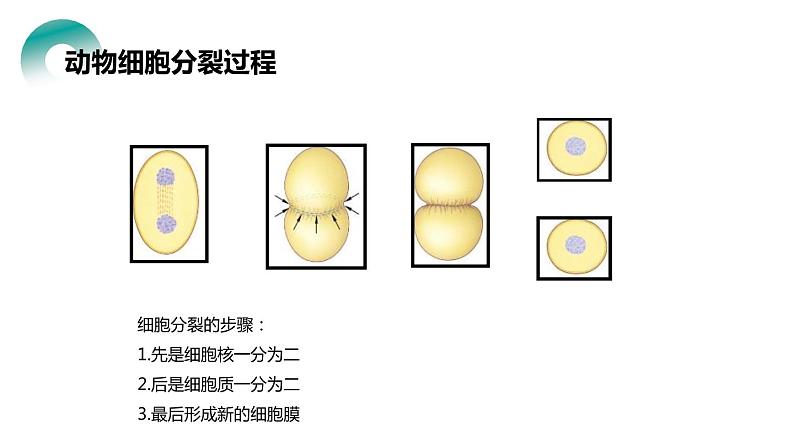 人教版生物七年级上册第四单元  细胞怎样构成生物 4.1 细胞通过分裂产生新细胞  教学PPT课件第8页