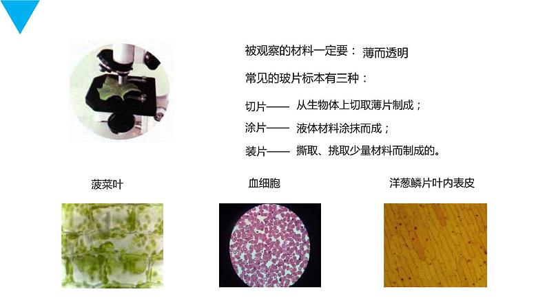 人教版生物七年级上册第三单元  细胞是生命活动的基本单位 3.2 植物细胞  教学PPT课件第3页