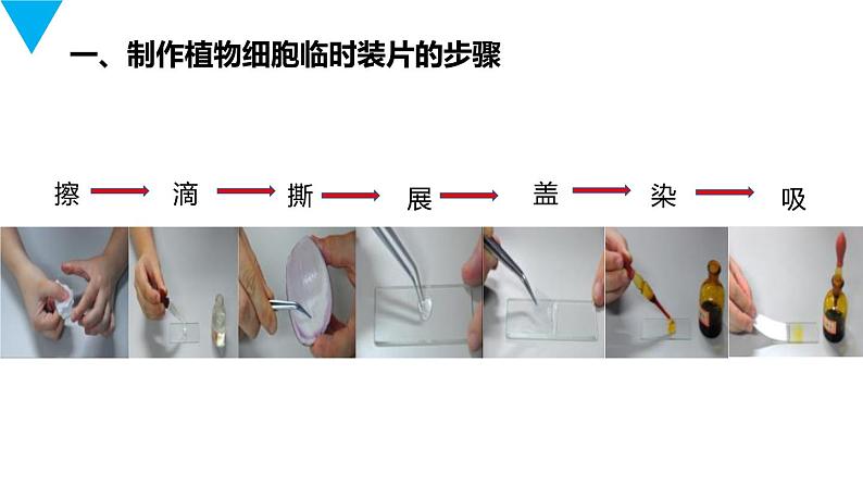 人教版生物七年级上册第三单元  细胞是生命活动的基本单位 3.2 植物细胞  教学PPT课件第5页