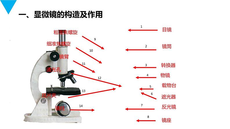 人教版生物七年级上册第三单元  细胞是生命活动的基本单位 3.1 练习使用显微镜  教学PPT课件第2页