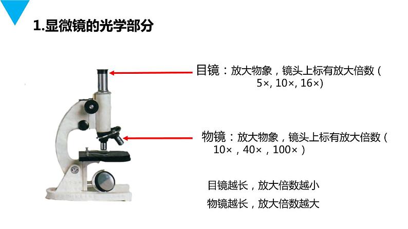 人教版生物七年级上册第三单元  细胞是生命活动的基本单位 3.1 练习使用显微镜  教学PPT课件第3页