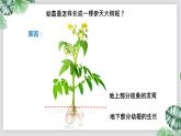 人教版生物七年级上册第六单元  被子植物的一生 6.2 植株的生长 教学PPT课件