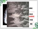 人教版生物七年级上册第六单元  被子植物的一生 6.2 植株的生长 教学PPT课件